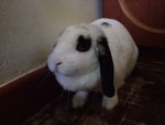 Kun Kun - Holland Lop Rabbit