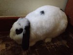 Kun Kun - Holland Lop Rabbit