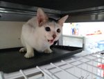 meowing under the table