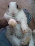 Bunnie - Angora Rabbit Rabbit