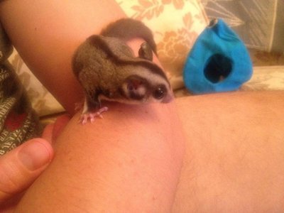 Wiggie - Sugar Glider Small & Furry