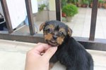 Tw Mini Silky Terrier Puppy - Silky Terrier Dog