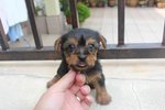 Tw Mini Silky Terrier Puppy - Silky Terrier Dog