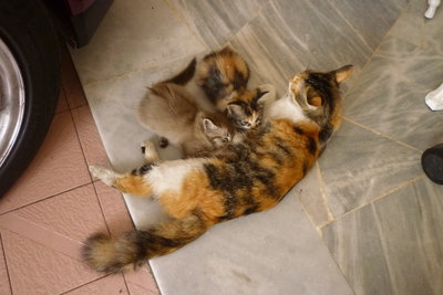 Sunny And Her Kittens - Domestic Long Hair + Calico Cat