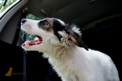 Miss Korea - Mixed Breed Dog