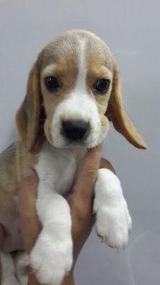 PF49885 - Beagle Dog