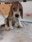 PF49885 - Beagle Dog