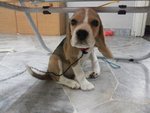 PF49885 - Beagle Dog