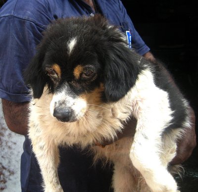 Fluffy - Shetland Sheepdog Sheltie Mix Dog