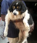 Fluffy - Shetland Sheepdog Sheltie Mix Dog