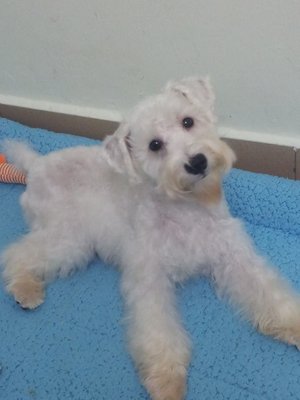 Yuki - Schnauzer Dog