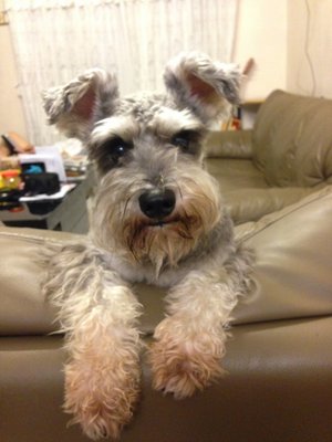 Kenji - Schnauzer Dog