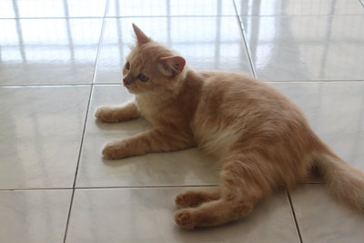 Oren - Domestic Long Hair Cat