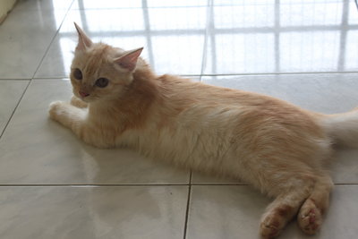 Cremo - Domestic Long Hair Cat