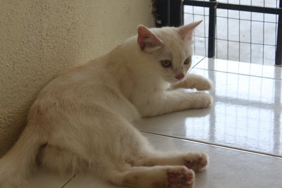 Putih - Domestic Long Hair Cat