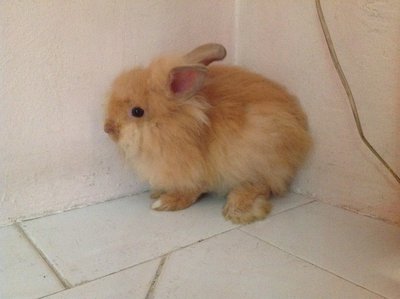 Angora Rabbit/bunny/fluffy Rabbit! - Angora Rabbit Rabbit