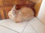 Angora Rabbit/bunny/fluffy Rabbit! - Angora Rabbit Rabbit