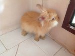 Angora Rabbit/bunny/fluffy Rabbit! - Angora Rabbit Rabbit