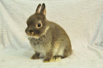 Netherland Dwarf - Choc Otter 27 - Netherland Dwarf Rabbit