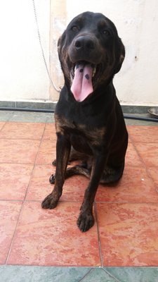 Junior - Black Labrador Retriever Mix Dog