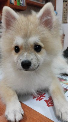 Peepo - Pomeranian Dog