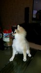 Peepo - Pomeranian Dog