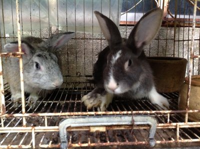 Rabbit - Lionhead + Angora Rabbit Rabbit