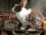 Rabbit - Lionhead + Angora Rabbit Rabbit