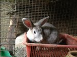 Rabbit - Lionhead + Angora Rabbit Rabbit