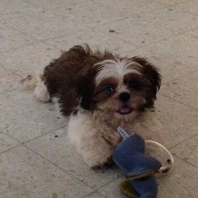 Mac - Shih Tzu Dog