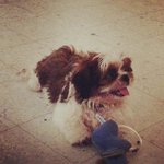 Mac - Shih Tzu Dog