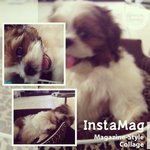 Mac - Shih Tzu Dog