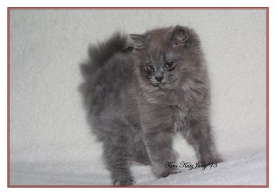 Que - Persian Cat