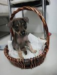 This basket was his first proper bed