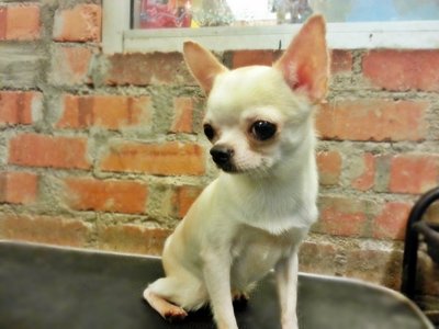 Imported Lineage Chihuahua - Chihuahua Dog