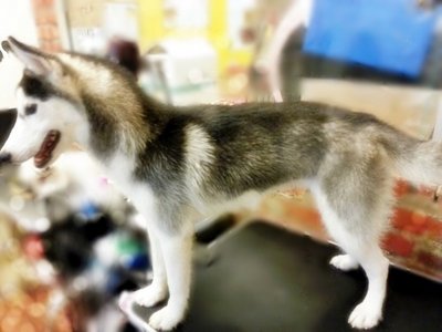 Imported Lineage Siberian Husky - Siberian Husky Dog