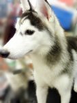 Imported Lineage Siberian Husky - Siberian Husky Dog