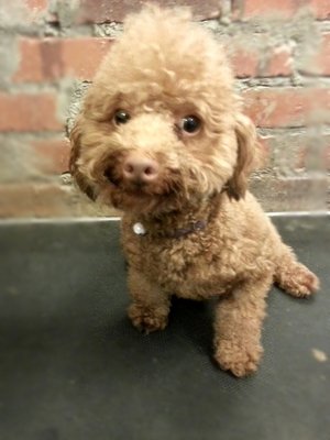 Cute Poodle For Sale - Poodle Dog