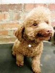 Cute Poodle For Sale - Poodle Dog