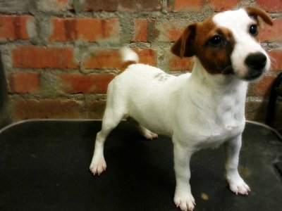 Aus Champ Lineage Jack Russell  - Jack Russell Terrier Dog