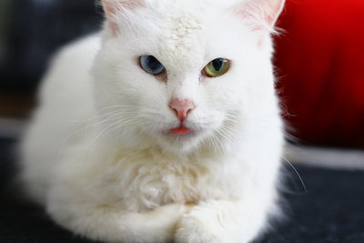 Snowy - Persian + Domestic Short Hair Cat