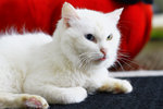 Snowy - Persian + Domestic Short Hair Cat