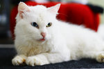 Snowy - Persian + Domestic Short Hair Cat