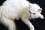 Snowy - Persian + Domestic Short Hair Cat