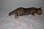 Female Bengal(Tattoo Girl) - Bengal Cat