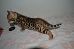 Female Bengal(Tattoo Girl) - Bengal Cat