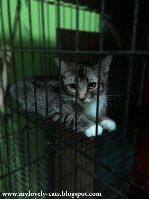 Anak Si Kenik - Domestic Short Hair Cat