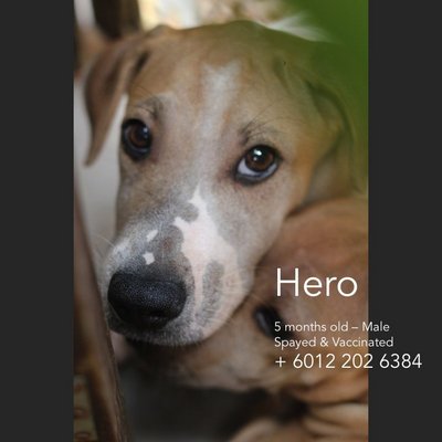 Atilla &amp; Hero - Mixed Breed Dog