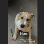 Atilla &amp; Hero - Mixed Breed Dog