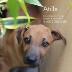 Atilla &amp; Hero - Mixed Breed Dog